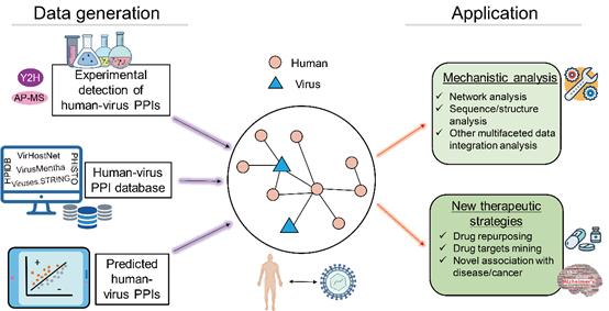 中国农业大学生物学院 综合新闻 Briefings in Bioinformatics|张子丁课题组对人-病毒蛋白互作计算研究的现状和未来发展前景综述